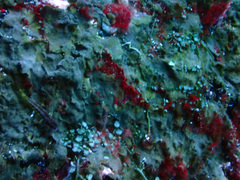 Lepidonectes corallicola