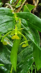 Epidendrum jamaicense