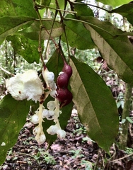 Capparidastrum frondosum