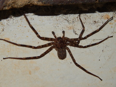 Selenops radiatus