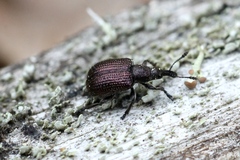 Involvulus cupreus
