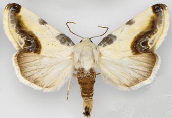 Tarache cretata