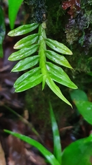 Dichaea hookeri