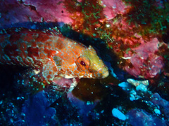 Gobioclinus dendriticus