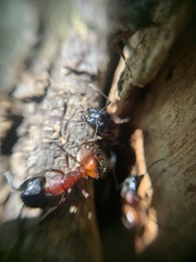 Camponotus ligniperda