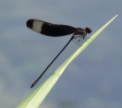Hetaerina titia