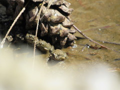 Pleurodema cinereum