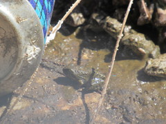 Pleurodema cinereum