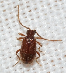 Ptinus dubius