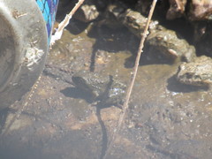 Pleurodema cinereum