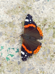 Vanessa atalanta