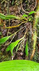 Stelis ophioglossoides