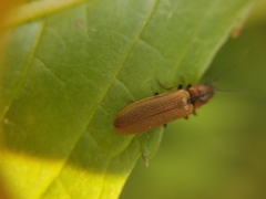 Denticollis linearis