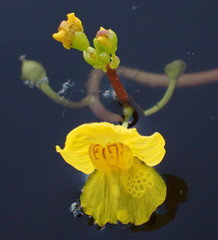 Utricularia foliosa