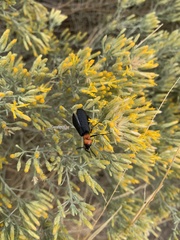 Lytta vulnerata