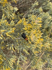 Lytta vulnerata