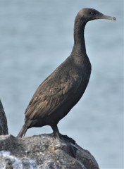 Phalacrocorax neglectus