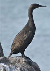 Phalacrocorax neglectus