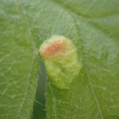 Phyllocoptes goniothorax