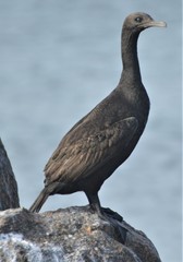 Phalacrocorax neglectus