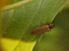 Denticollis linearis