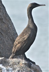 Phalacrocorax neglectus