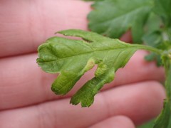 Phyllocoptes goniothorax