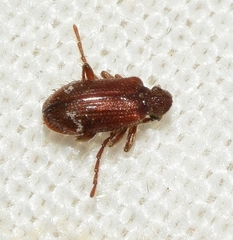Ptinus dubius