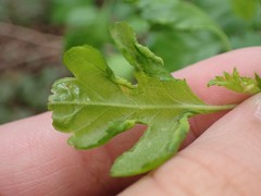 Phyllocoptes goniothorax