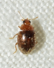 Rhyzobius chrysomeloides