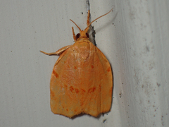 Archips rileyana