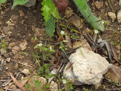 Cerastium brachypetalum