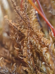 Hygrohypnum luridum