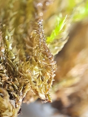Hygrohypnum luridum