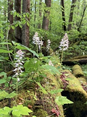 Tiarella austrina