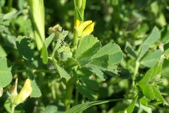 Medicago rigidula
