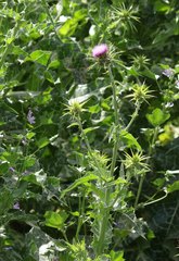 Silybum marianum