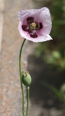 Papaver somniferum