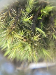 Dicranum flagellare