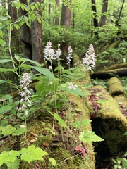 Tiarella austrina