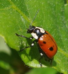 Cryptocephalus octopunctatus