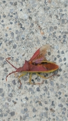 Gonocerus insidiator