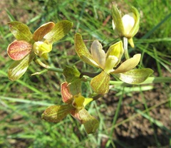 Eulophia parviflora