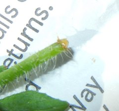 Papaver dubium lecoqii
