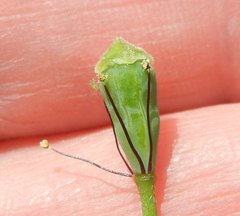 Papaver dubium lecoqii