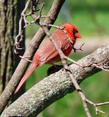 Cardinalis cardinalis