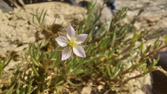 Spergularia