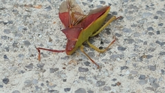 Gonocerus insidiator