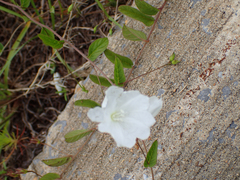 Stylisma humistrata