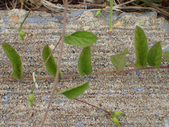 Stylisma humistrata